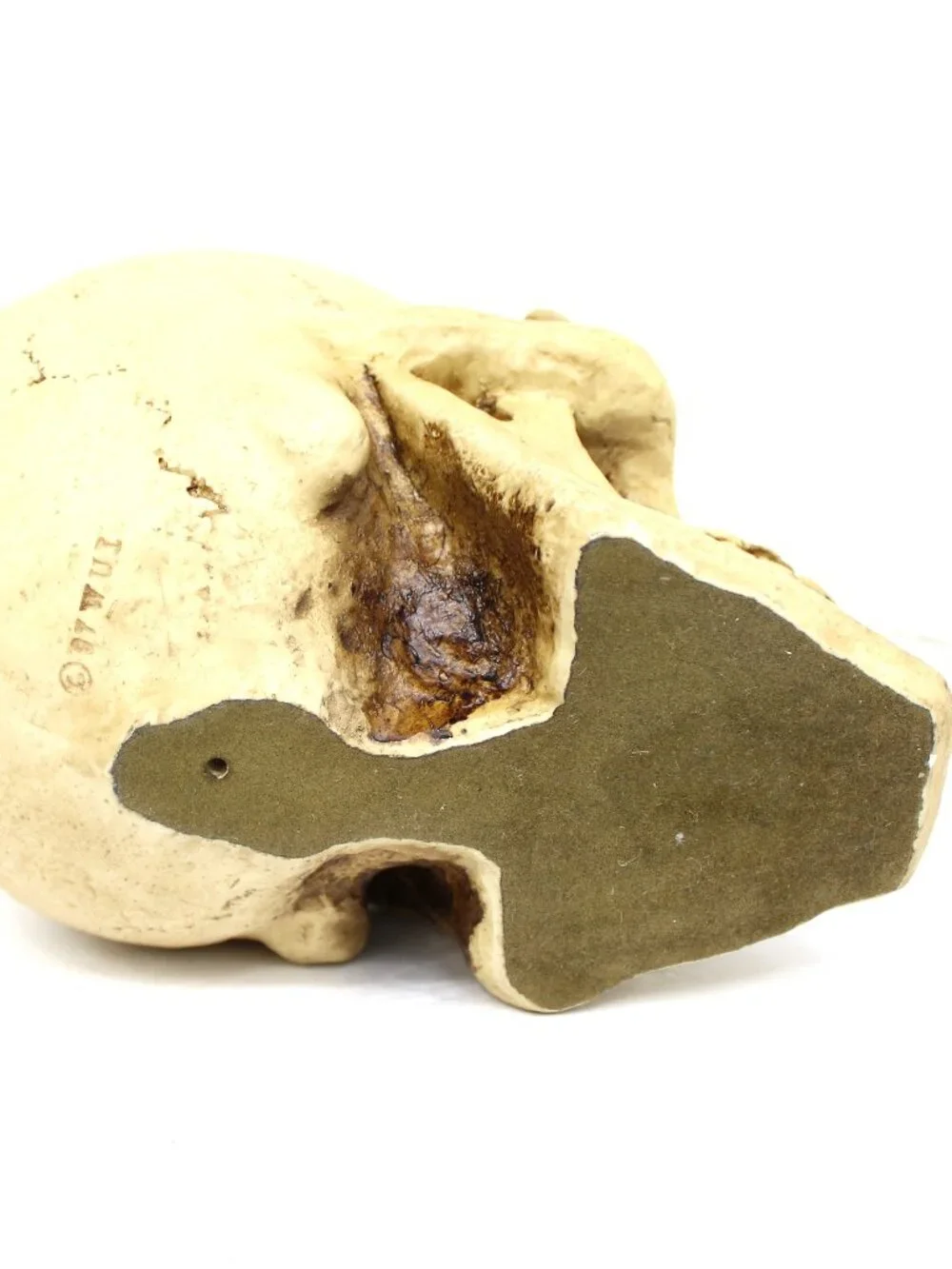 1997 WUI SUMMIT REALISTIC HUMAN SKULL HEAD VINTAGE RESIN 8X5.75X7